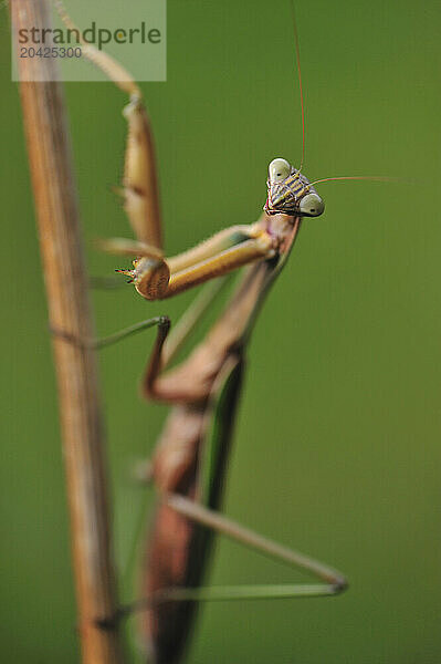 A Praying Mantis climbing a vertical piece of tree branch staring directly into the camera pressed against an out of focus green background.