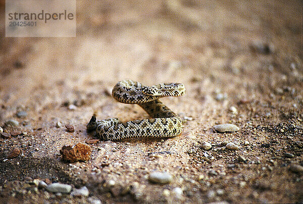 A pygmy rattlesnake coiled up in a defensive position in Spooky Canyon  Utah.