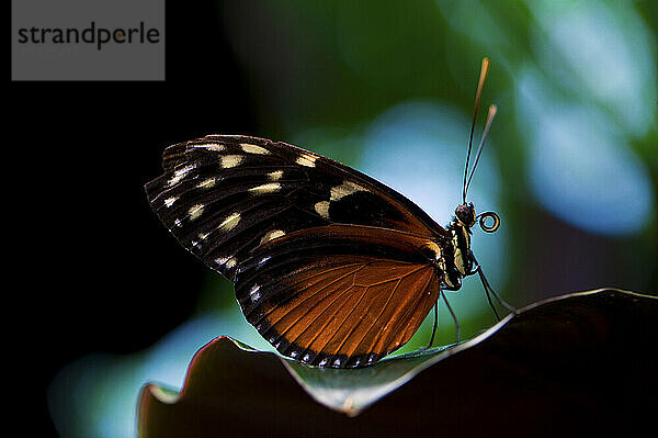 A close up profile of an adult Tiger Longwing Butterfly.