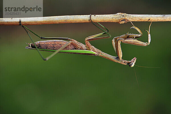 A Praying Mantis climbing upside down across a small branch and extending a leg out in a walking position.