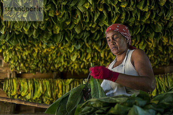 Woman threading tobacco leaves  Vinales  Pinar del Rio Province  Cuba