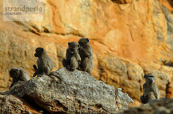 A troop of Chacma Baboons (Papio ursinus) sunning and grooming each other on the sandstone cliffs of the Cedarberg Wilderness Area in South Africa.