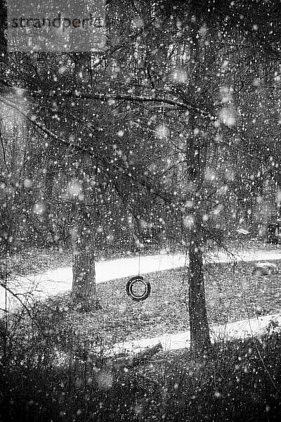 Black and white image of a tire swing hanging from pine trees as the ground is covered by an early winter snow in Cheshire  Connecticut.