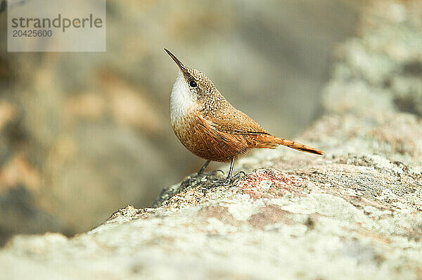 An orange rock wren perched on a granite boulder in Clear Creek Canyon  Colorado.