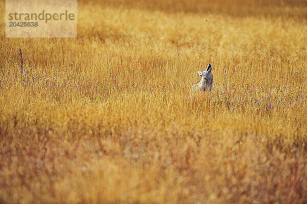 A coyote hunting insects in a golden meadow in Yellowstone National Park in Wyoming.