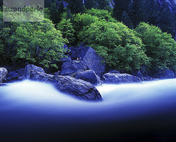 Spring rains and winter run-off fill the Merced River to almost flood levels  Yosemite National Park  CA.