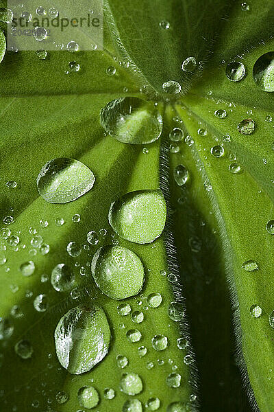 A detail shot shows droplets of rain water suspended on a leaf of Lady's Mantle  or Alchemilla Mollis  in Cheshire  Connecticut.