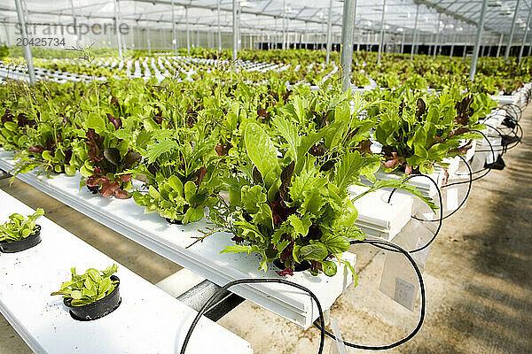 Lettuces and greens grow at an organic  hydroponic greenhouse in Hamden  Connecticut.