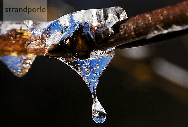 Detail shot of a droplet of water hanging from a branch that has been frozen into place by winter weather in Cheshire  Connecticut.