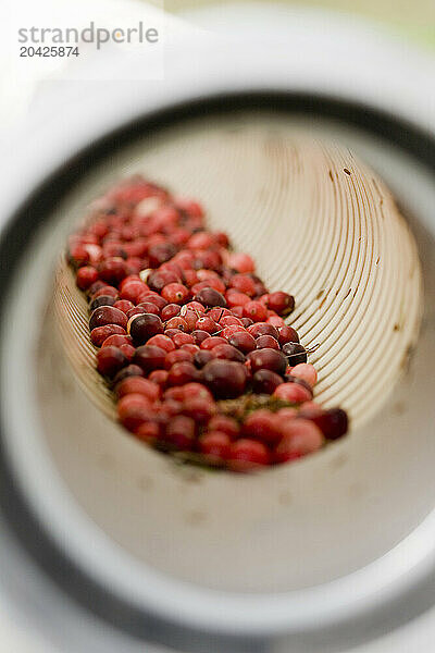 Cranberries from a bog in South Yarmouth  MA  rest in a tube on their way from the water to the truck.