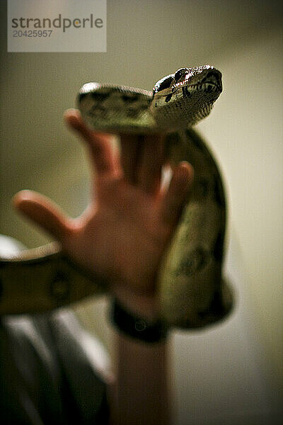 Close-up of a young man holding a snake in his hand in Ventura  California.