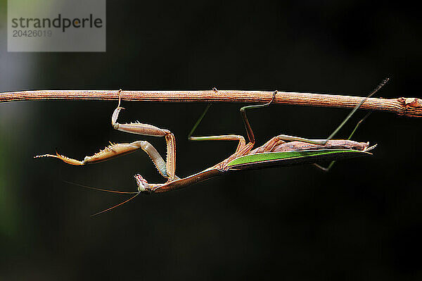 A Praying Mantis climbing upside down across a small branch and extending a leg out in a walking position.