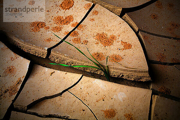 Close-up of a young plant growing through dry  cracked earth in Grand Staircase-Escalante National Monument in Utah.