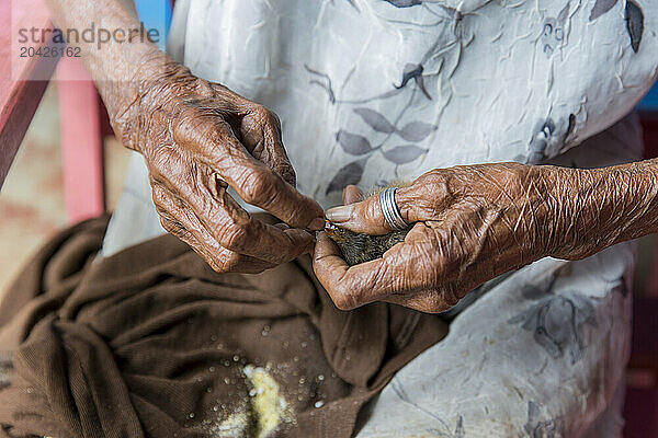 Hands of senior woman holding and feeding chick  Baracoa  Cuba