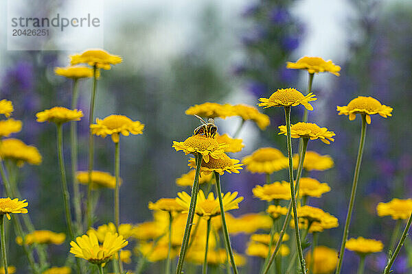 bright yellow flowers in the summer meadow  a bee sits on a flower