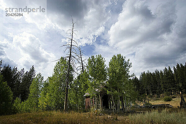 An abandoned house in the woods outside Truckee  California.