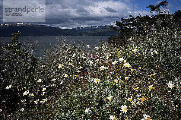 Environmental Tierra del Fuego -- Invasive Species