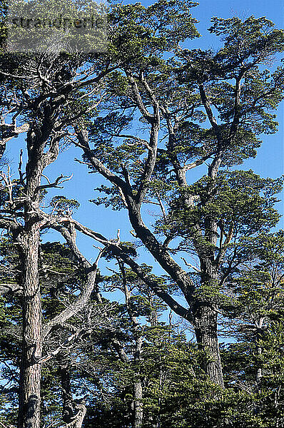 Environmental Tierra del Fuego -- Invasive Species