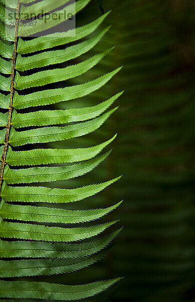 Vibrant green ferns cover the ground floor at Jedediah Smith State Park  California.