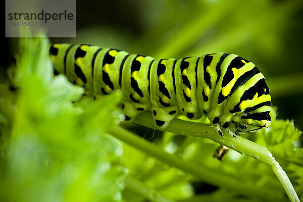 Detail shot of a caterpillar making his way down a stalk of parsley in a garden in Cheshire  Connecticut.