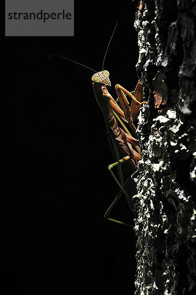 A Praying Mantis climbing a vertical piece of tree branch staring directly into the camera pressed against an out of focus green background.