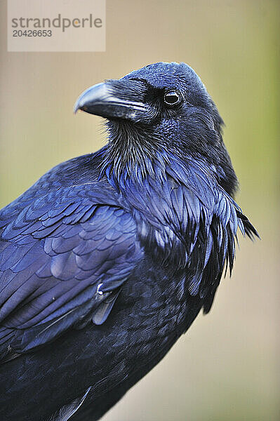 A tight detailed frame of a black raven looking out into the distance in Yellowstone National Park  Wyoming.