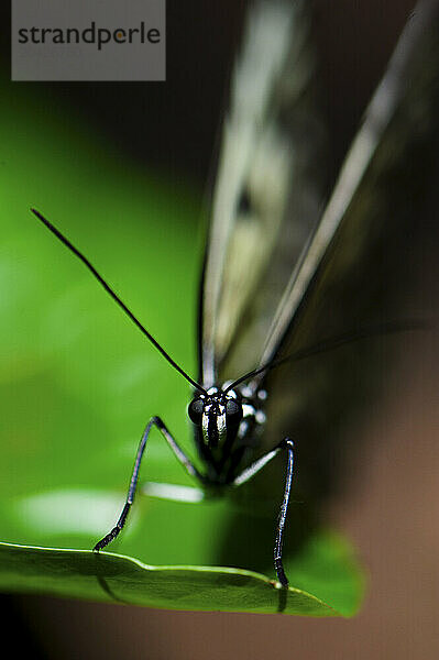 A close up macro photograph of a Tree Nymph Butterfly  also know as a Rice Paper Butterfly.