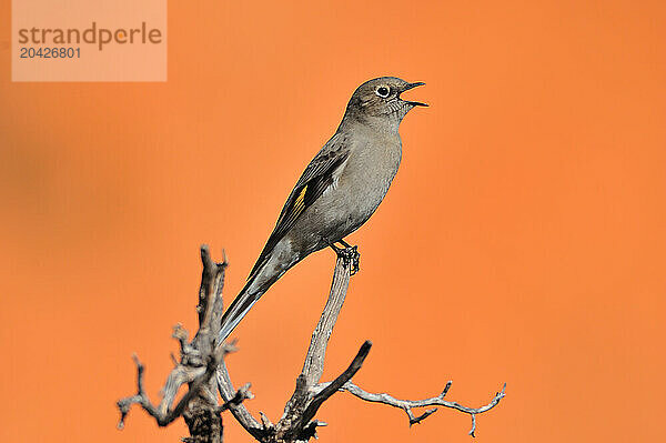 A gray bird perched on a branch in Garden of the gods in Colorado Springs.