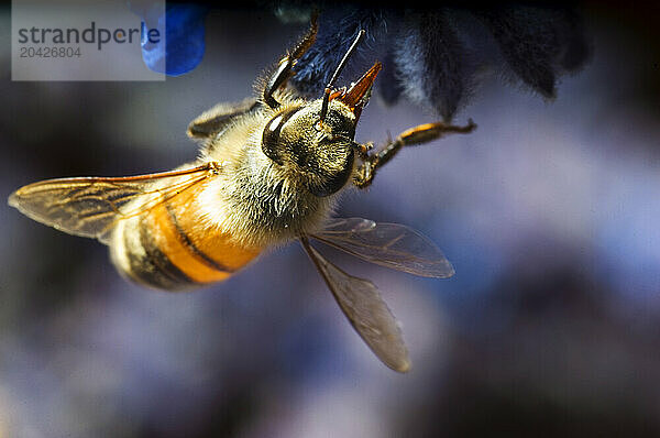 A bee pollinating a bright purple and blue flower.