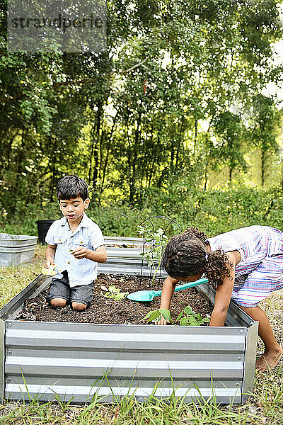 Siblings gardening together in raised beds  planting and digging