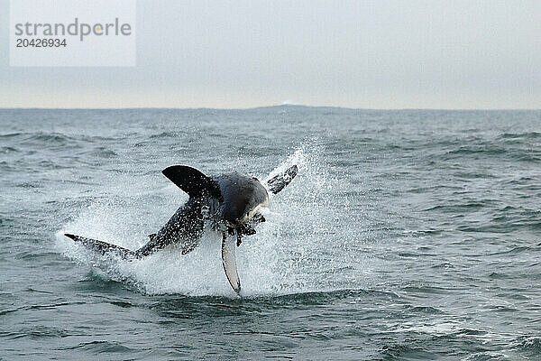 A great white shark breaching out of the water grabbing a seal in the False Bay off the coast of South Africa