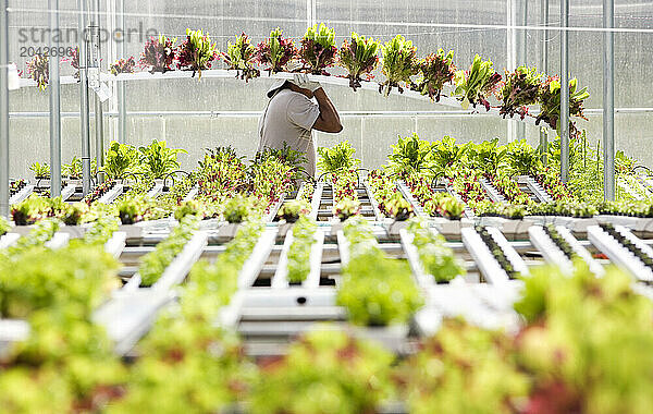 A man carries a channel of plants at an organic  hydroponic greenhouse in Hamden  Connecticut.