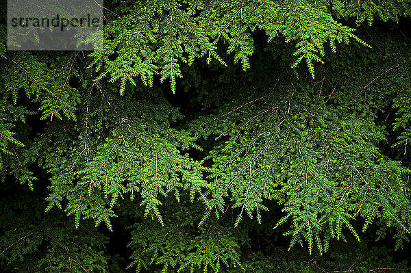 A detail photograph of limbs on a Cedar Tree in the crown land of Squamish  Canada.