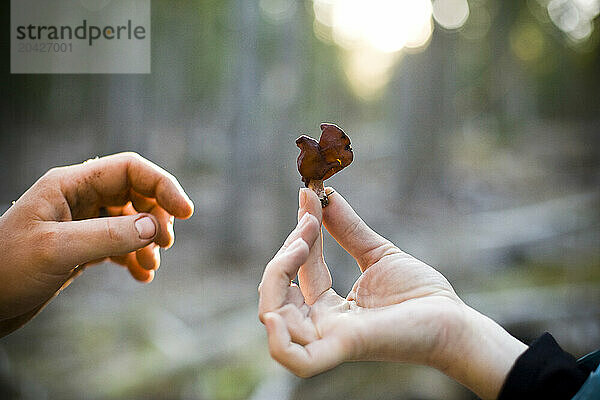 A young woman's hand holds out a Gymnopilus ventricosus mushroom to a friend in a forest.