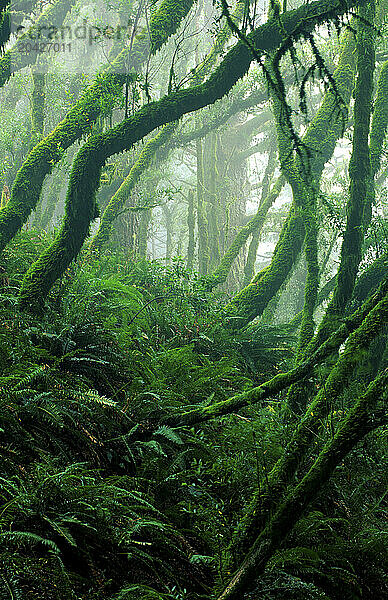 Thick green mossy woods shrouded in fog in the pacific northwest Muir Woods  California.