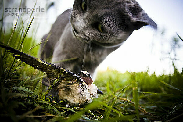 A house cat hunts and traps a small bird.