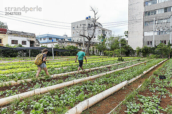 Woman getting tour of urban garden in Havana  Cuba