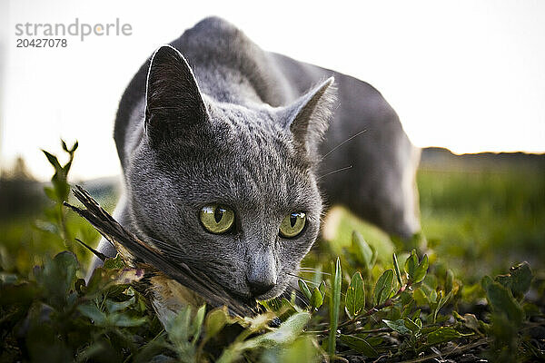 A house cat hunts and traps a small bird.