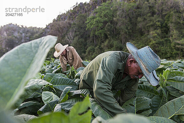 Men harvesting tobacco  Vinales  Pinar del Rio Province  Cuba