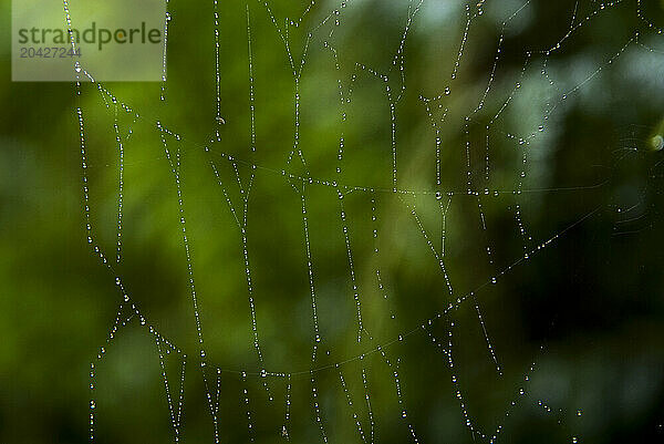 Raindrops cover a spider web in Franz Josef  New Zealand.