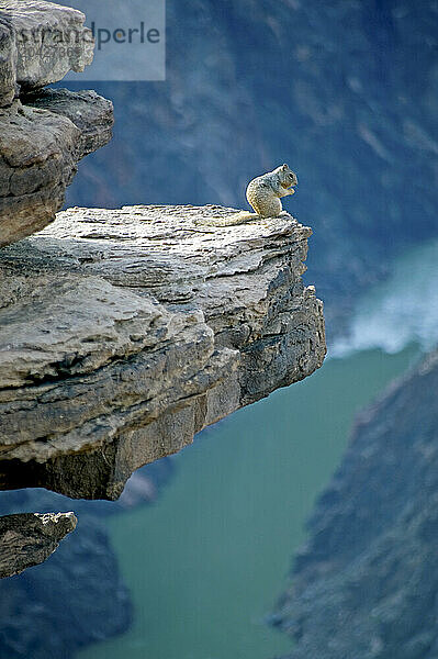 A rock squirrel at the edge of Plateau Point hig above the Colorad River in the Grand Canyon NP  Arizona on 2/21/2009