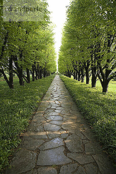 Tree lined garden path