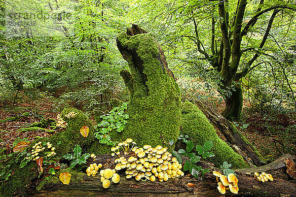 Beech forest in the Natural Park of UrkiolaGroup of mushrooms in a beech forest