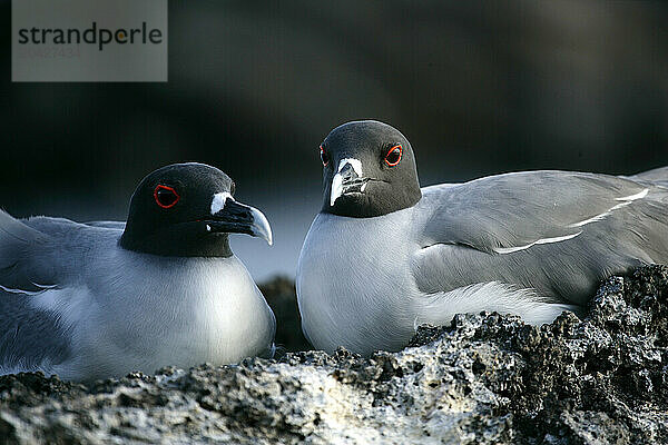 Gaviota  Larus forficatus  Genovesa island