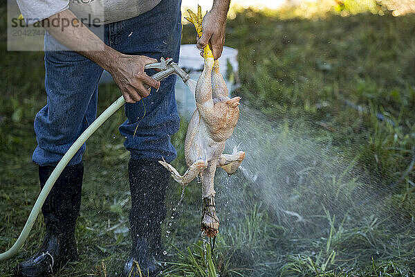 Butcher washing dead chicken  Elk Hart Lake  Wisconsin  USA