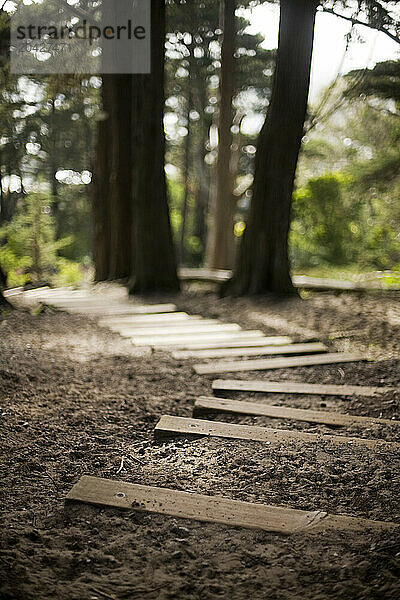 Pathway through the woods.