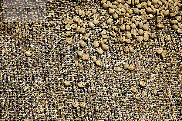 Coffee beans drying in the sun