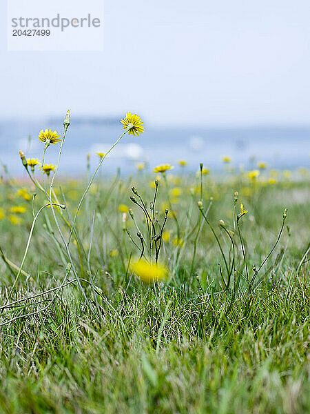 wild flowers in the grass on the water's edge