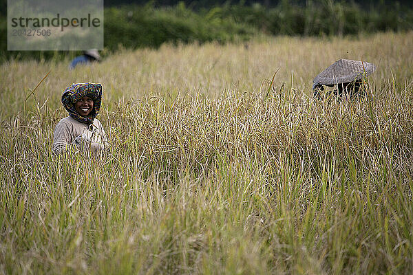 Indonesian Rice Farmer in Tana Toraja on Sulawesi