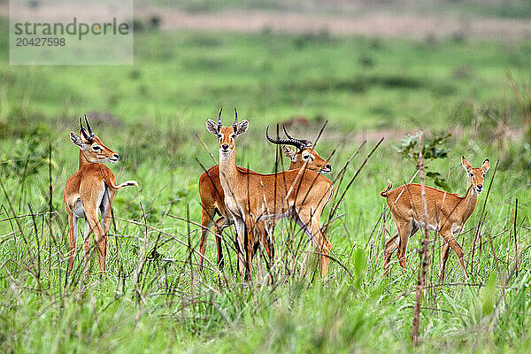 Cob de Buffon -Kobus Kob-Democratic Republic of Congo Garamba National Park